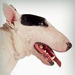 Miniature Bull Terrier