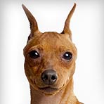 Pinscher