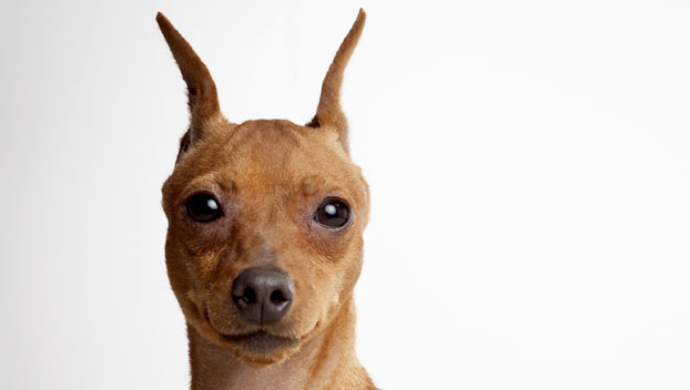 mini pinscher origin