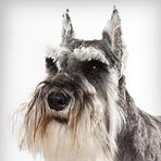Miniature Schnauzer