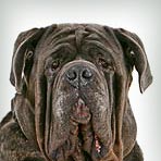 Neapolitan Mastiff