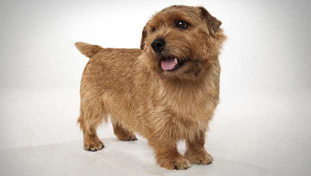 miniature terrier dog breeds