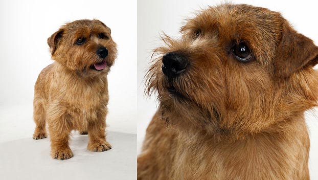 types of terrier dogs images