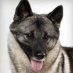 Norwegian Elkhound