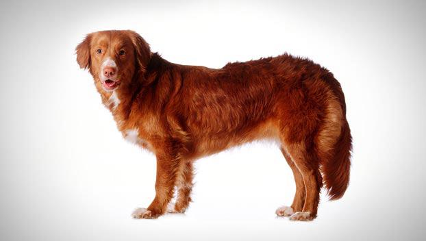 nova scotia duck tolling retriever dance