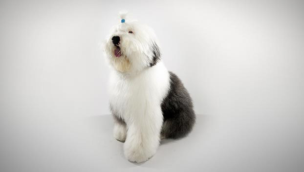 royal doulton old english sheepdog