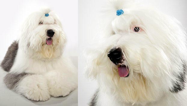 Old English Sheepdog Dog Breed Selector Animal Planet