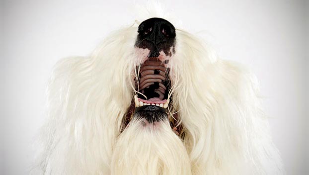 Old English Sheepdog