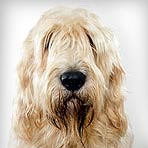 Otterhound