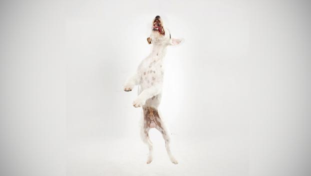 Parson Russell Terrier