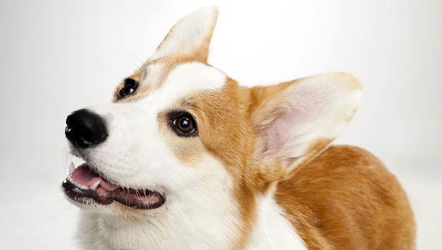 Welsh Corgi pic, Welsh Corgi pic, Pictures of Welsh Corgi 