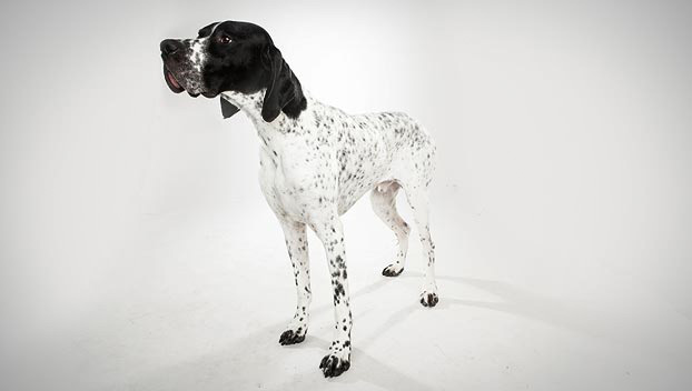 english pointer dogs 101
