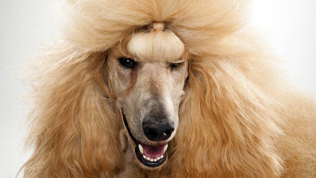 standard poodle dog breeds