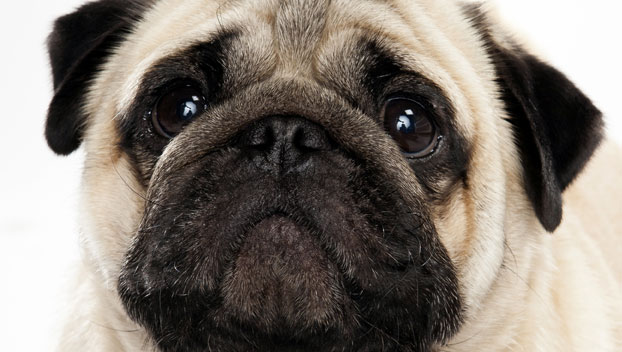 about pug dog breed