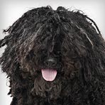 Puli