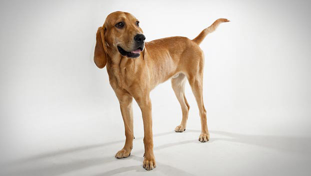 redbone coonhound dog