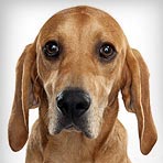 Redbone Coonhound