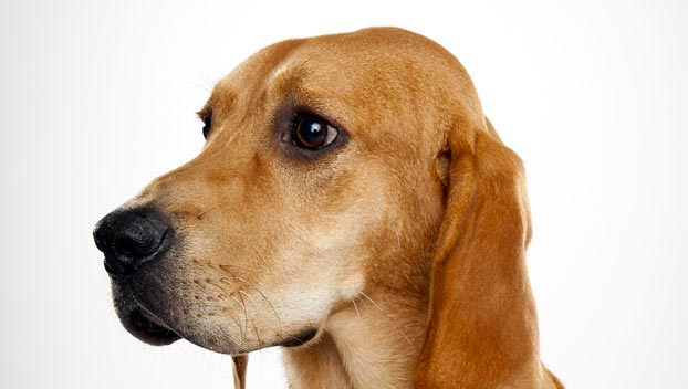 redbone coonhound traits