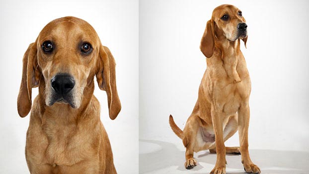 different types of coonhounds