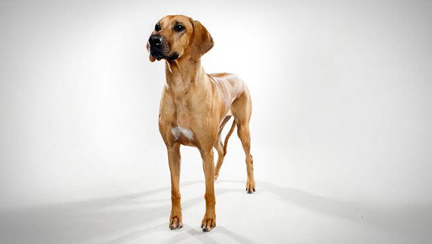 rhodesian ridgeback hound