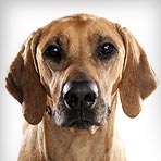 Rhodesian Ridgeback : Dog Breed Selector : Animal Planet