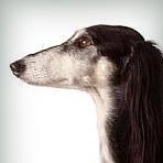 Saluki (or Gazelle Hound)