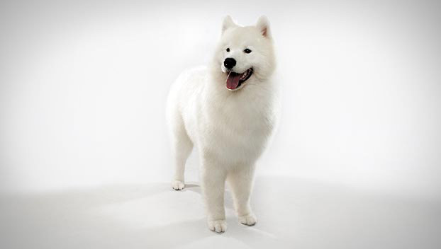 how to train a samoyed to stop barking