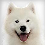 Samoyed : Dog Breed Selector : Animal Planet