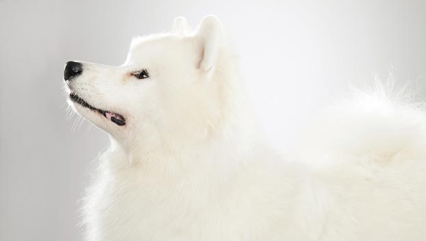 Samoyed