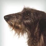Scottish Deerhound