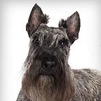 Scottish Terrier