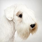 Sealyham Terrier