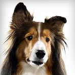 Shetland Sheepdog : Dog Breed Selector : Animal Planet