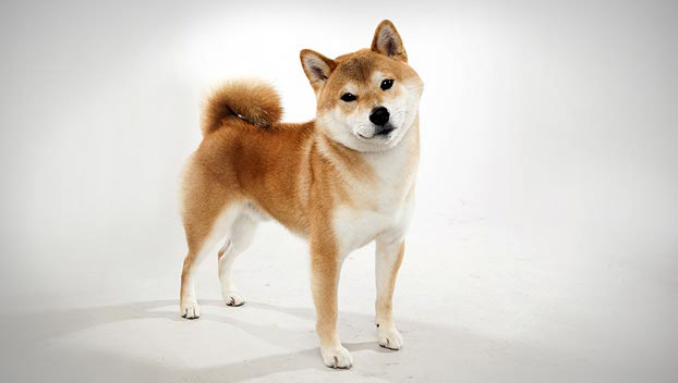 Shiba Inu : Dog Breed Selector : Animal 