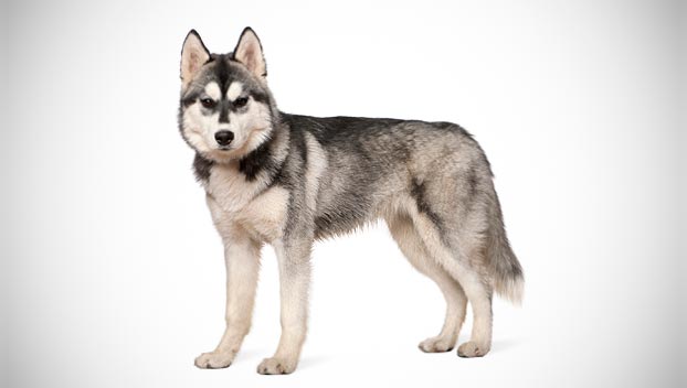 husky dog breed