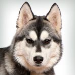 Siberian Husky : Dog Breed Selector : Animal Planet