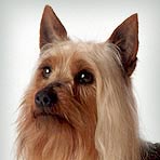 Terrier de seda