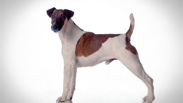 irish terrier dogs 101