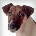 Smooth Fox Terrier