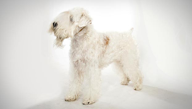 dogs like wheaten terrier