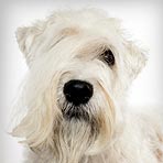 Soft Coated Wheaten Terrier