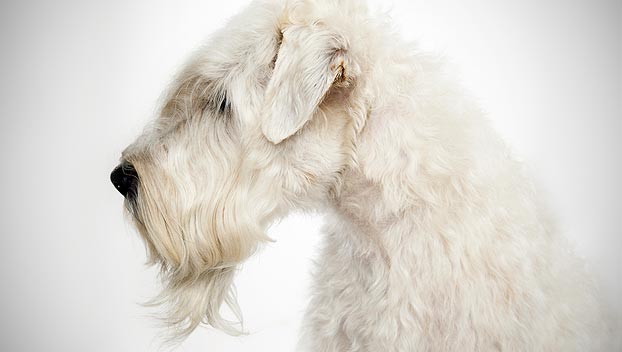 dogs like wheaten terrier