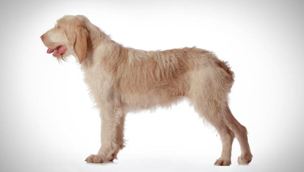 italian spinone dogs for sale