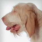 Spinone Italiano