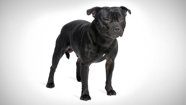 Staffordshire Bull Terrier : Dog Breed 