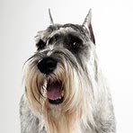 Standard Schnauzer