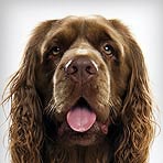 Sussex Spaniel