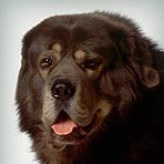 Tibetan Mastiff