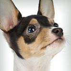 Toy Fox Terrier