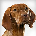 Vizsla